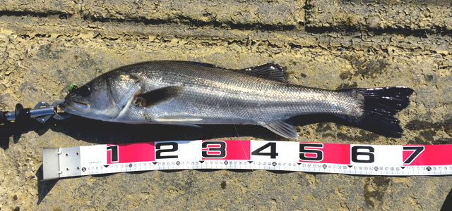 魚を釣るための戦略