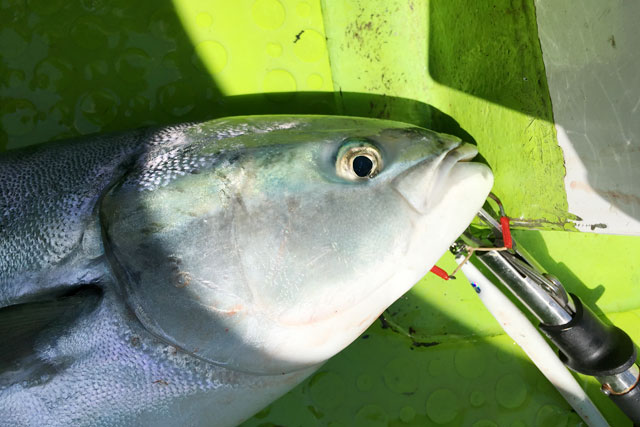 南房総 ルアー船 19年5月下旬 青物が連続爆釣中の布良港の松栄丸さんに乗ってきました ルアーフィッシング情報サイト Luretist ルアーティスト スタッフブログ