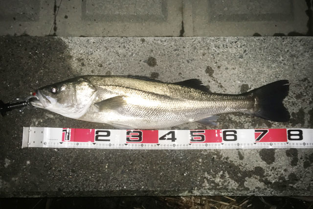 【利根川シーバス 2018年12月上旬】やっと出ました明確なランカーシーバス!<br />終わりかけのシーバスハイシーズン利根川釣行!