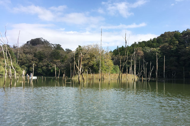 【片倉ダム（笹川湖）ブラックバス　2018年10月下旬】千葉県君津市にある人気ブラックバスフィールド片倉ダム（笹川湖）で <del>釣行</del> 観光してきました！